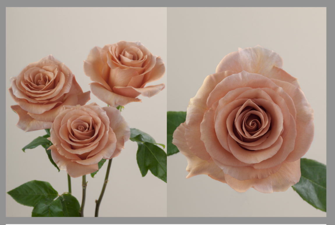 Roses by Dozen