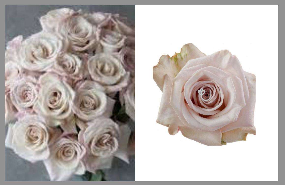 Light-up Roses by Dozen