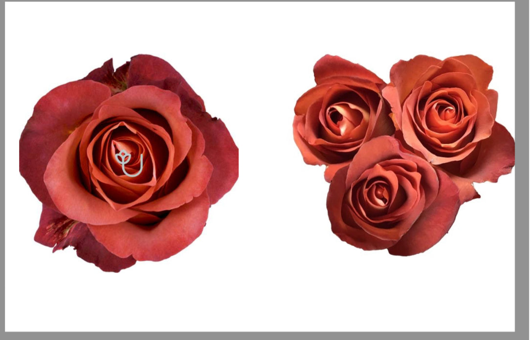 Light-up Roses by Dozen