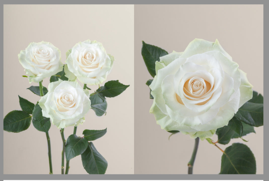 Roses by Dozen