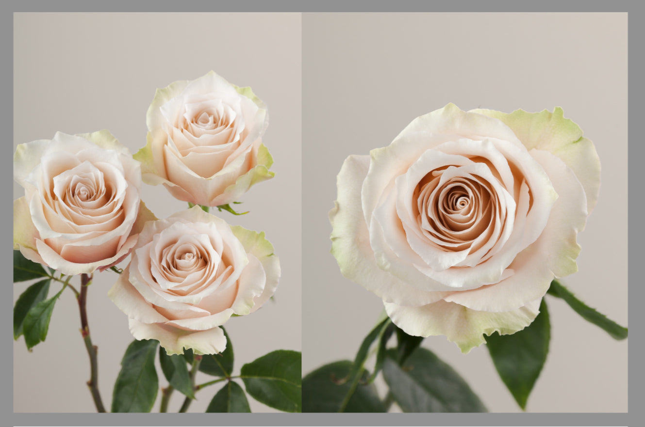 Roses by Dozen