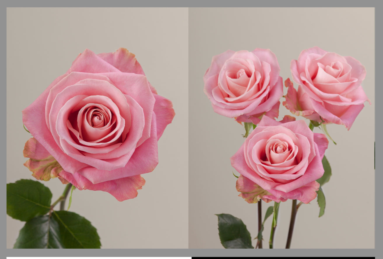 Roses by Dozen