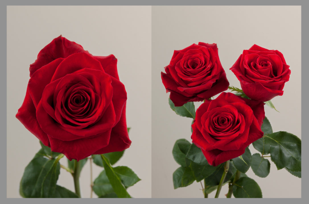 Light-up Roses by Dozen