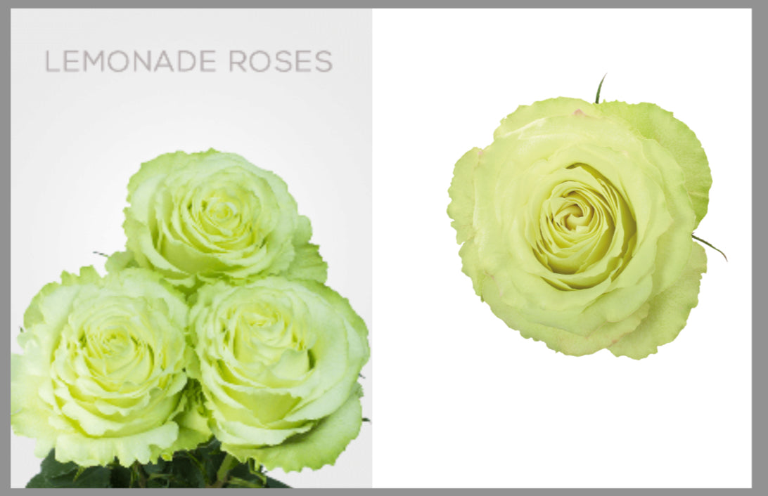 Roses by Dozen