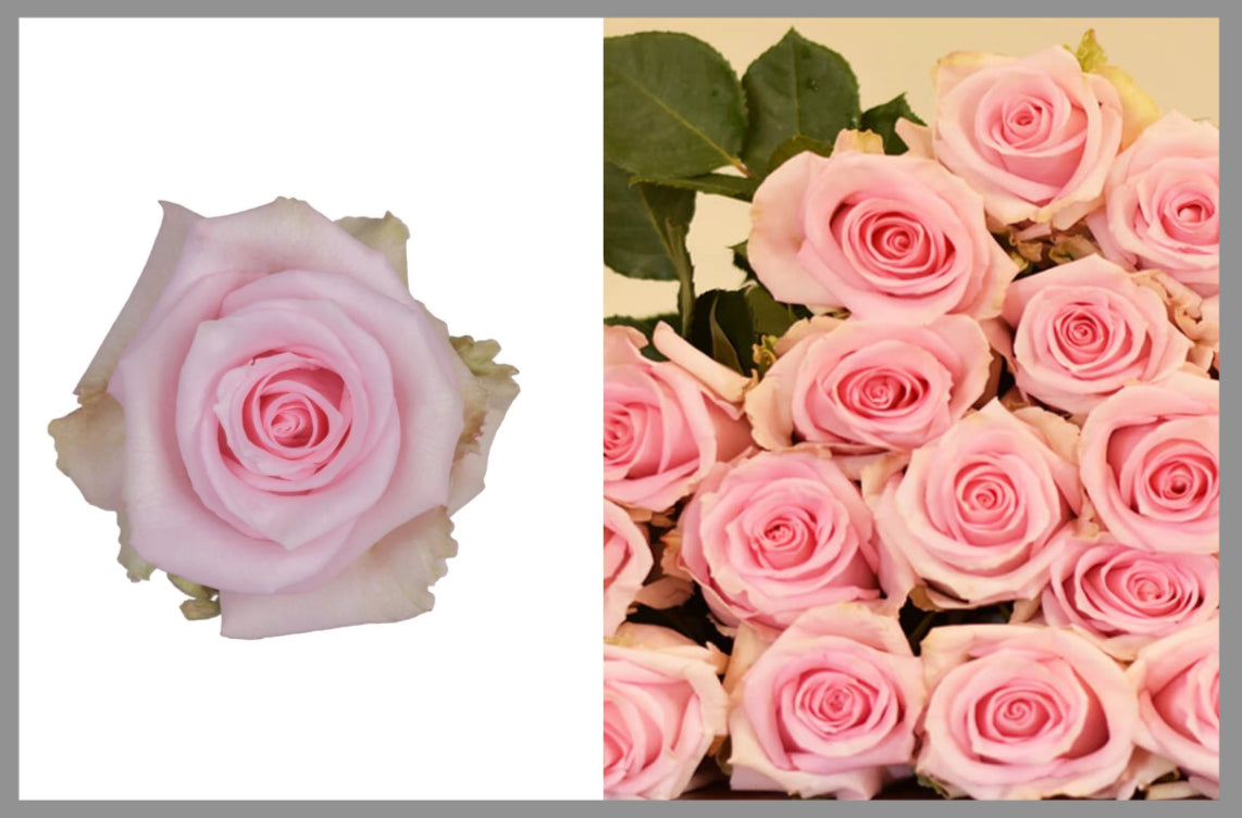 Roses by Dozen
