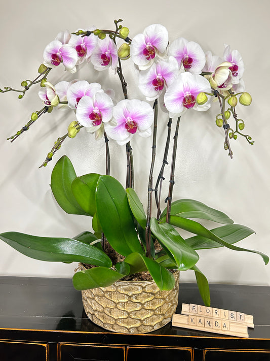 6 Stems Orchids arrangement