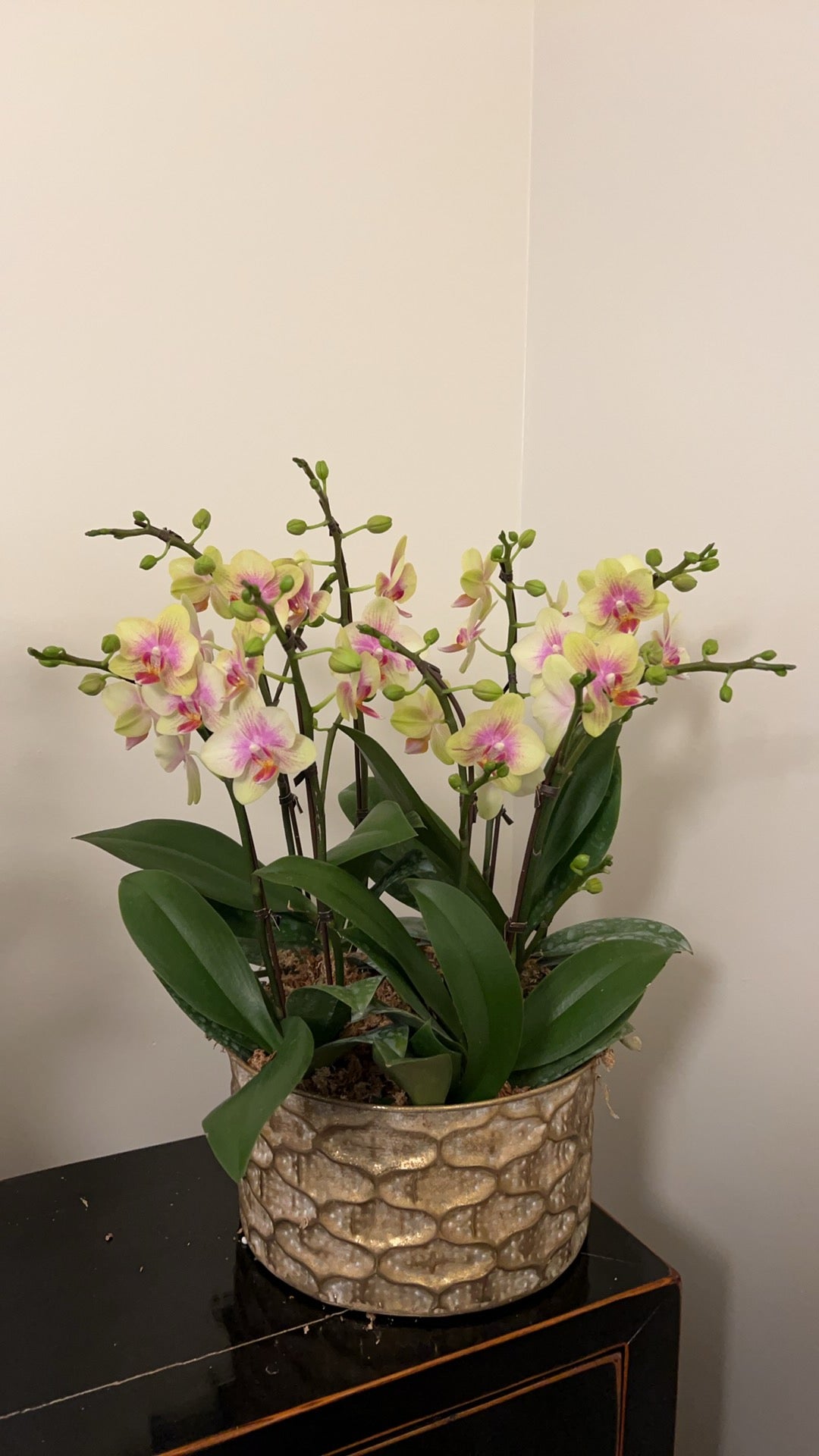 8 Stems mini Orchids arrangement