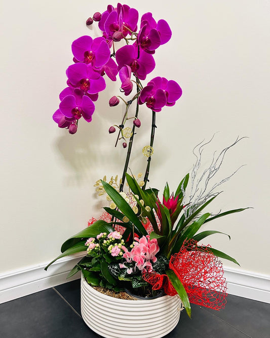 CNY Orchids w/tropical arrangement