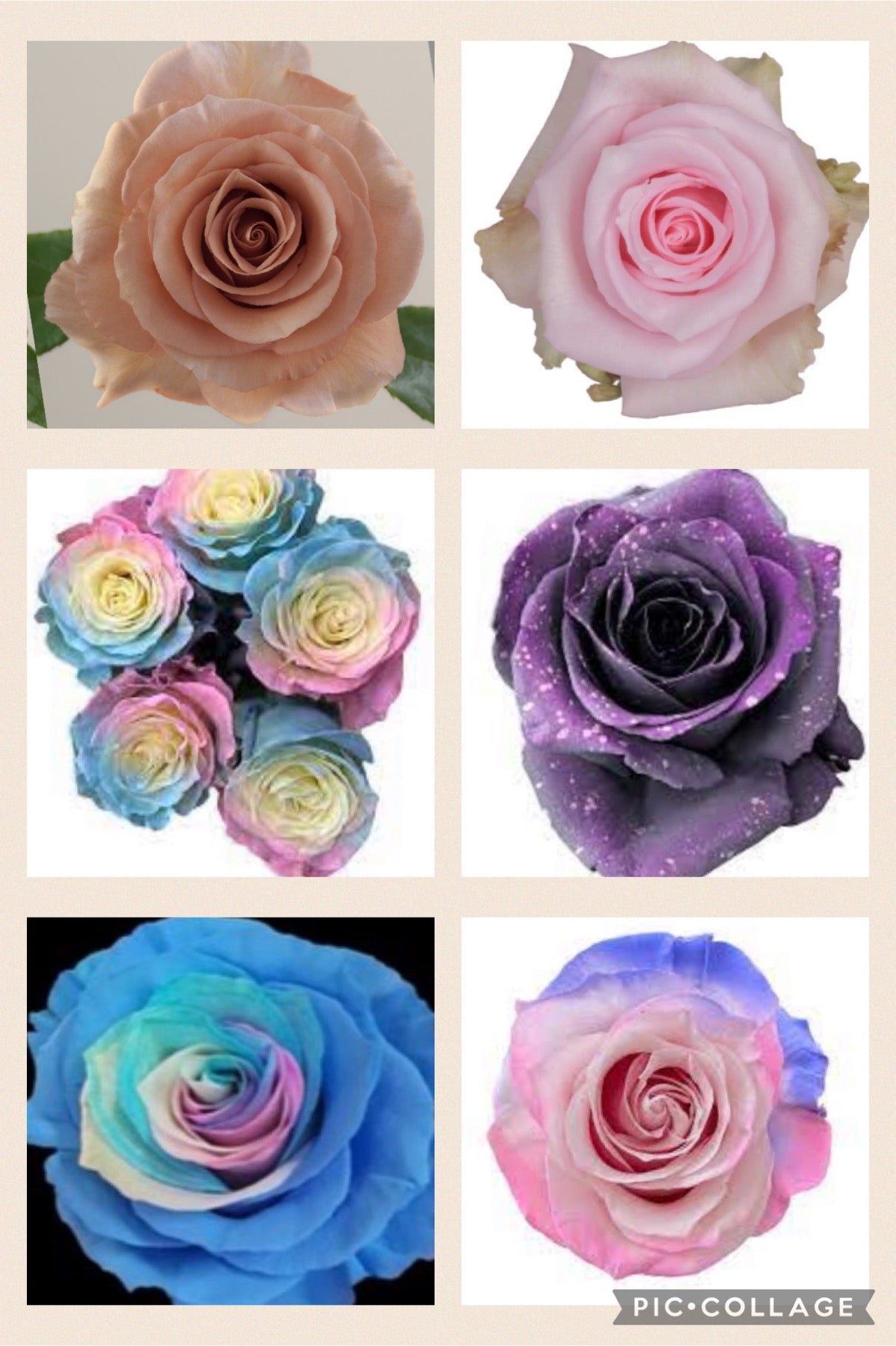 Roses by Dozen