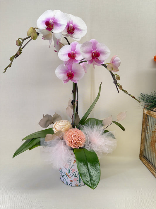 [Mother's Day special] Mother & Child Orchids arrangement