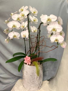 ORC001W/4S - 2-4 Stems Orchids arrangement