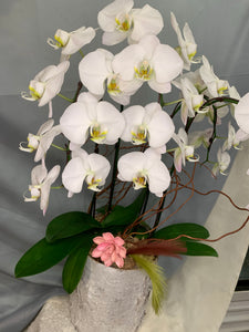 ORC001W/4S - 2-4 Stems Orchids arrangement